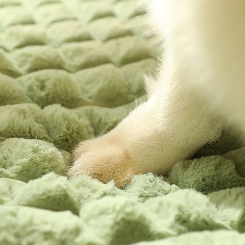Cat resting on premium orthopedic pet bed
Close-up of a paw on a textured green surface