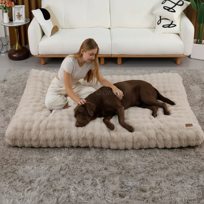 Premium Lifestyle - Woman and Dark Dog Both on Large Bed